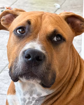 Amstaff