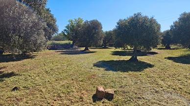 Terreno con uliveto a Crispiano (TA)