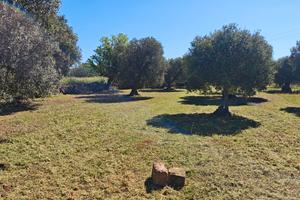 Terreno con uliveto a Crispiano (TA)