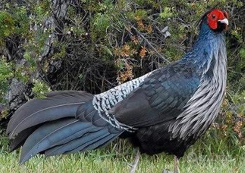 Fagiani hamilton (coppia)