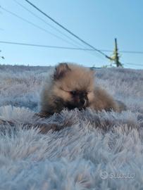 2 maschietti spitz di Pomerania