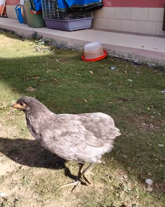 Galline Araucana 3 mesi (Uova Blu/Azzurre)