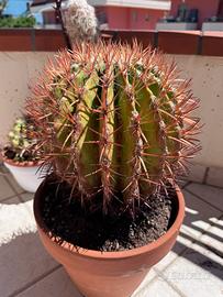 Pianta grassa fericactus pilosus