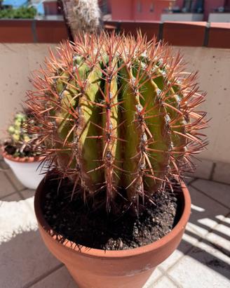 Pianta grassa fericactus pilosus