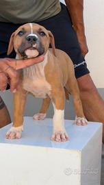American Pitbull terrier