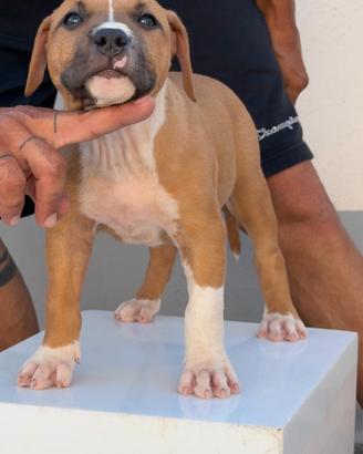 American Pitbull terrier