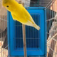 Canarino maschio giallo intenso