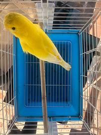 Canarino maschio giallo intenso