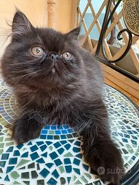 Cuccioli gatto persiano