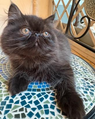 Cuccioli gatto persiano