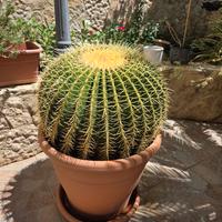 Cuscini della suocera