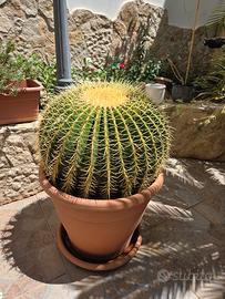 Cuscini della suocera