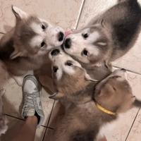 Cuccioli di Alaskan Malamute