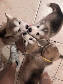 Cuccioli di Alaskan Malamute