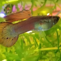 Guppy e Ancistrus a Torino