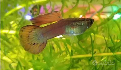 Guppy e Ancistrus a Torino
