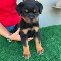 Cuccioli di Rottweiler