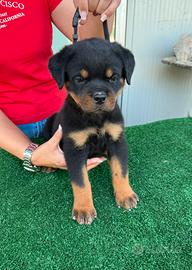 Cuccioli di Rottweiler