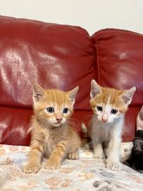 Gattini cuccioli amorevoli