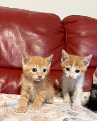 Gattini cuccioli amorevoli