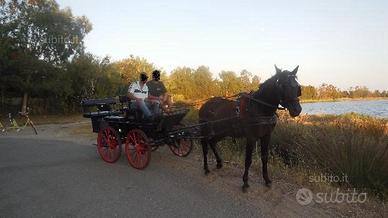 carrozza