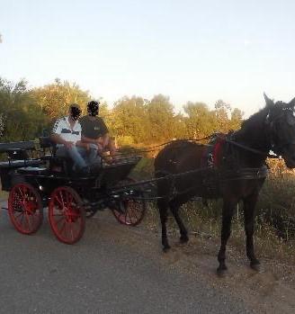 carrozza