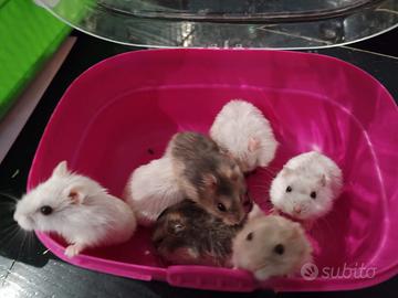 Cuccioli criceti winter white