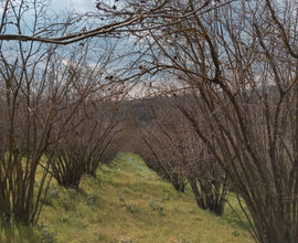 Terreno agricolo