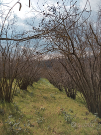 Terreno agricolo