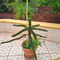 Araucaria araucana (pino del cile)