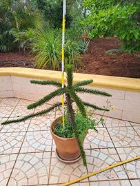 Araucaria araucana (pino del cile)