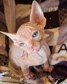 Gatti sphynx