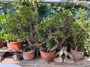 Pianta grassa “Albero di Giada”