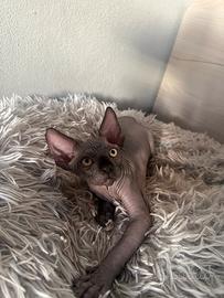 Cuccioli Sphynx