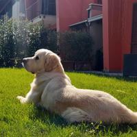 Accoppiamento: golden r e t r i e v e r