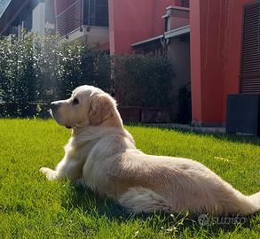 Accoppiamento: golden r e t r i e v e r