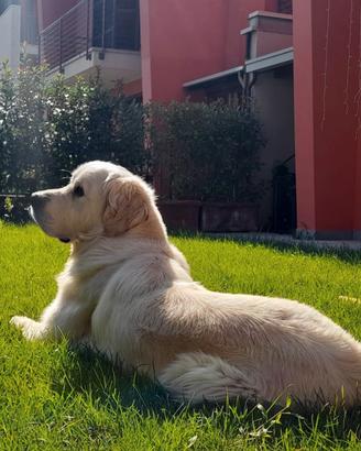 Accoppiamento: golden r e t r i e v e r