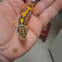 Geco leopardino