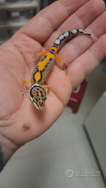 Geco leopardino