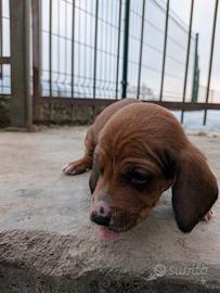 Cucciolo cane da compagnia o caccia