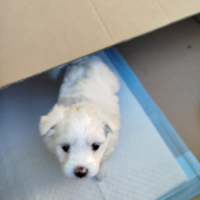 Cucciolo di maltese