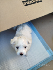 Cucciolo di maltese
