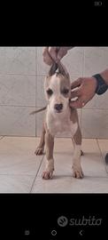 Cane , Pitbull cuccioli di 3 mesi