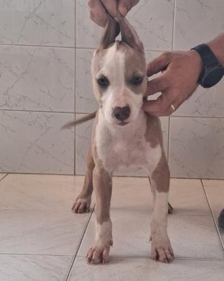 Cane , Pitbull cuccioli di 3 mesi