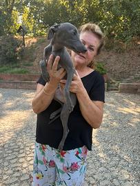 Cucciola di 5 mesi