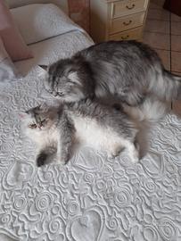 Gattini persiani