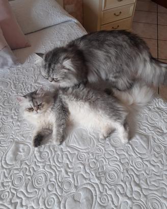 Gattini persiani