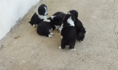 Cuccioli di Border collie/Maremmano