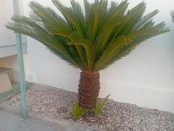 Cycas Revoluta di circa 30 ANNI,