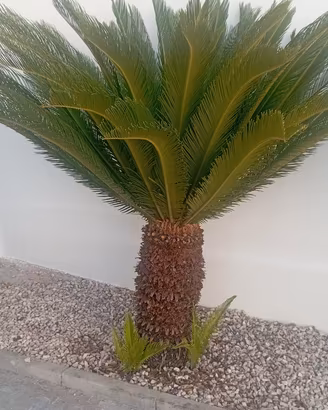 Cycas Revoluta di circa 30 ANNI,